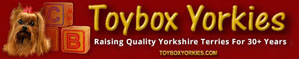 Toybox Yorkies